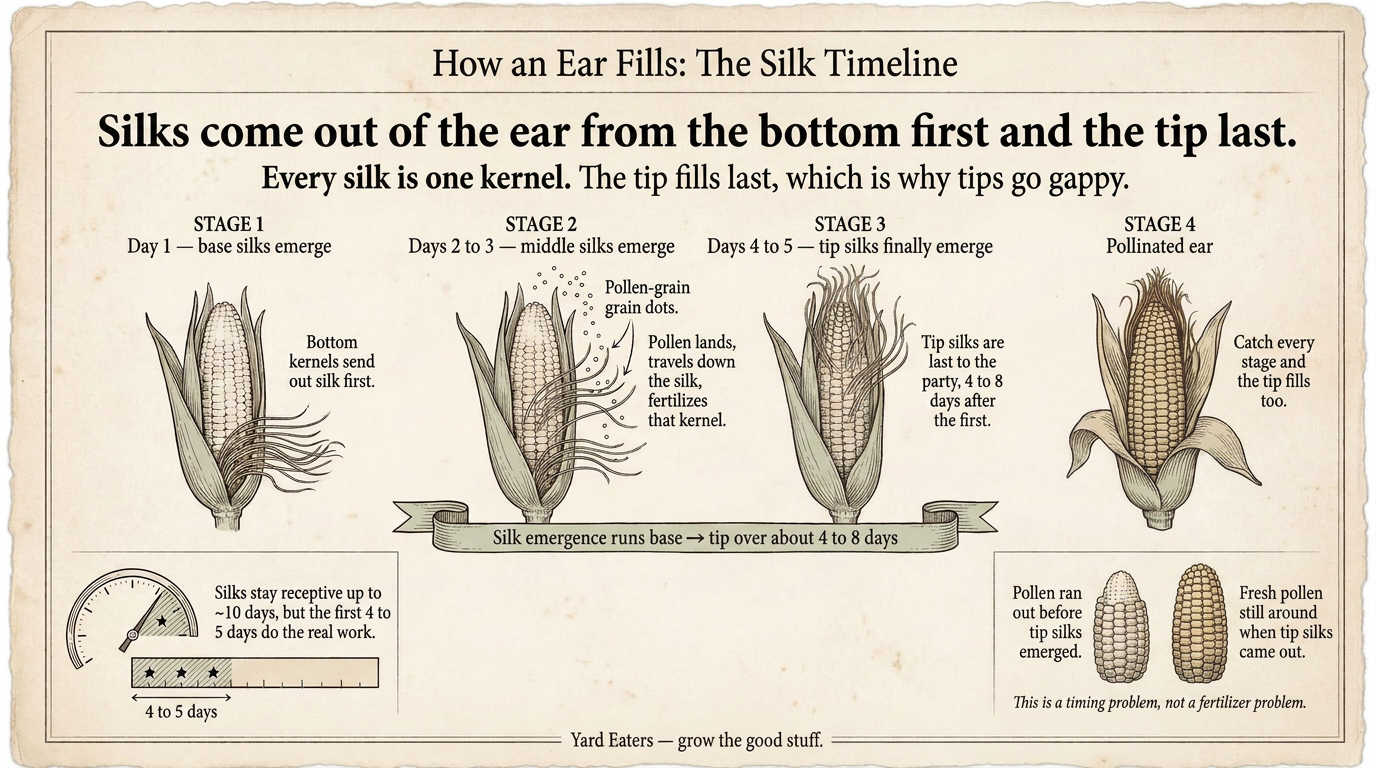 Silks emerge from the base of the ear first and the tip last, over about 4 to 8 days. That is why the tip is the last part to fill. Illustration of the corn silk pollination timeline showing silks emerging from base to tip