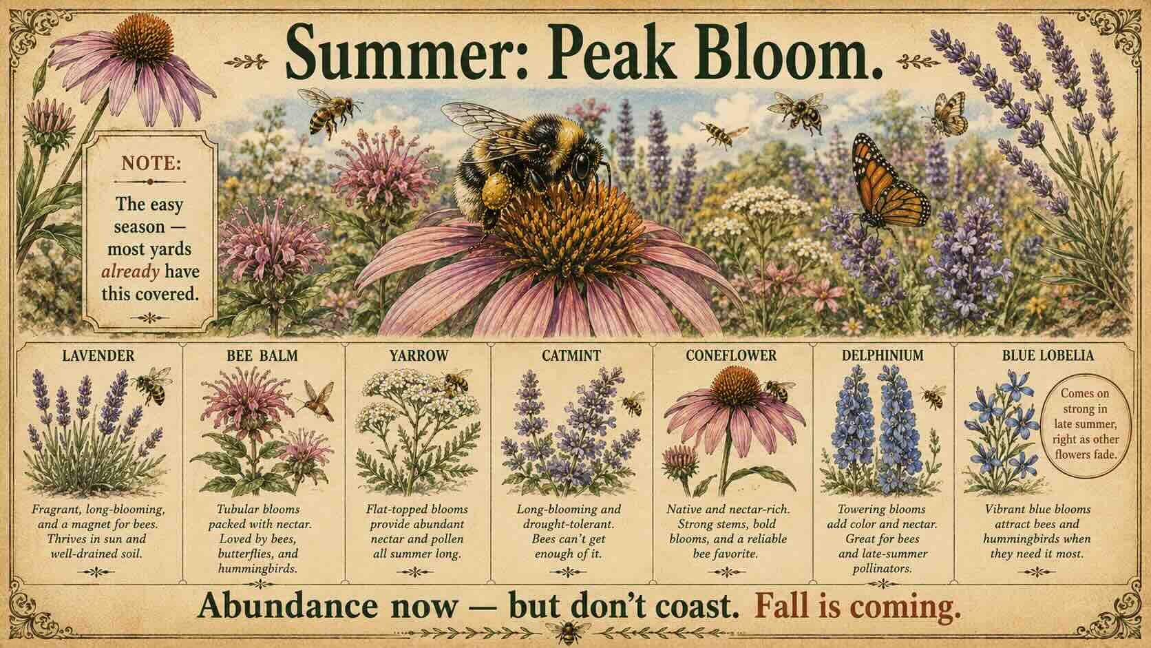 Summer is the easy season most yards already cover. Keep the abundance going, because fall is coming. Summer peak-bloom pollinator flowers including lavender, bee balm, yarrow, catmint, coneflower, delphinium, and blue lobelia